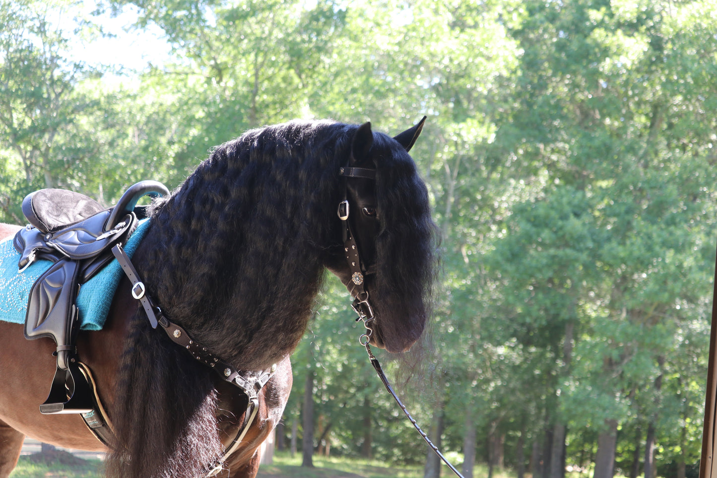 Friesian Western Endurance Saddle