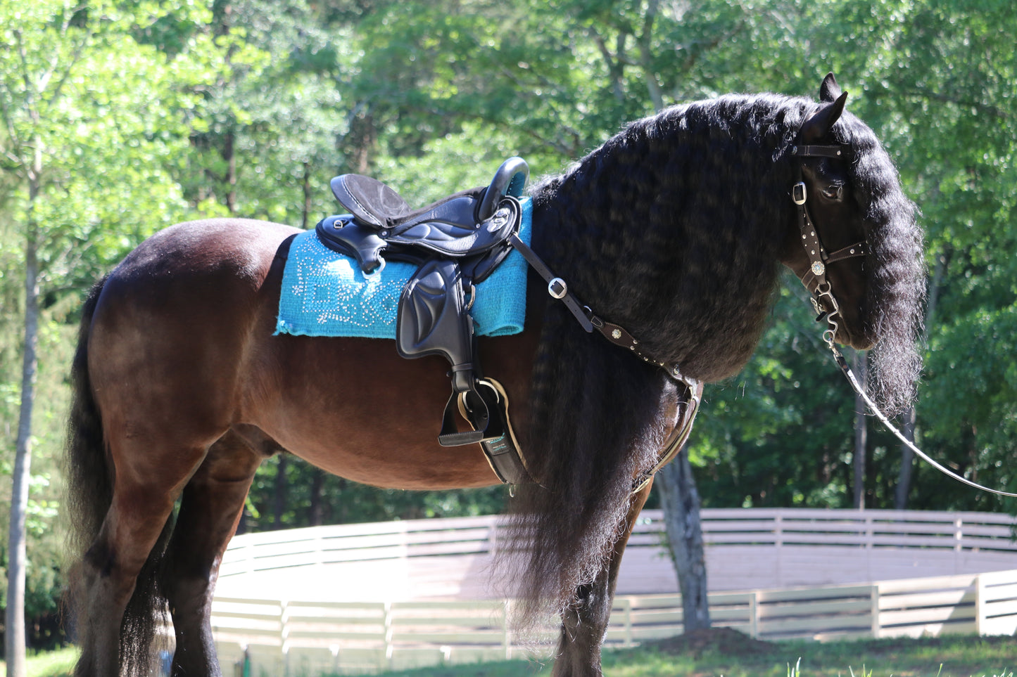 Draft Endurance Saddle, 5 Inch Cantle