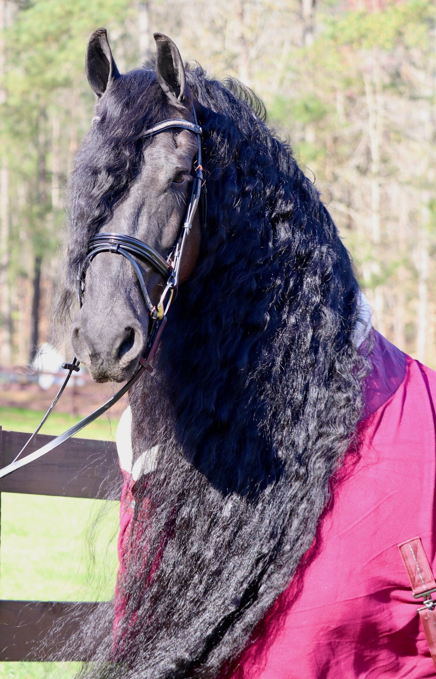 Rose Gold Dressage Bridle