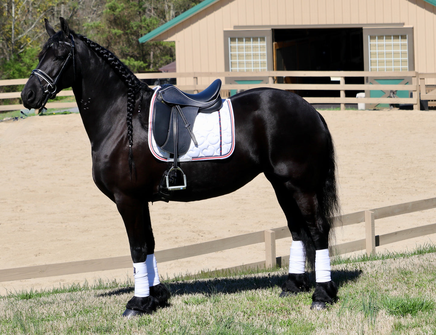Friesian Dressage Saddle with Adjustable Tree
