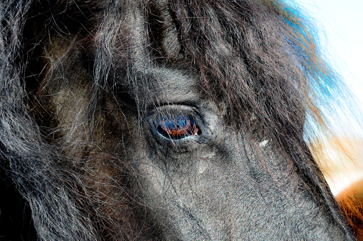 Friesian Eye Canvas