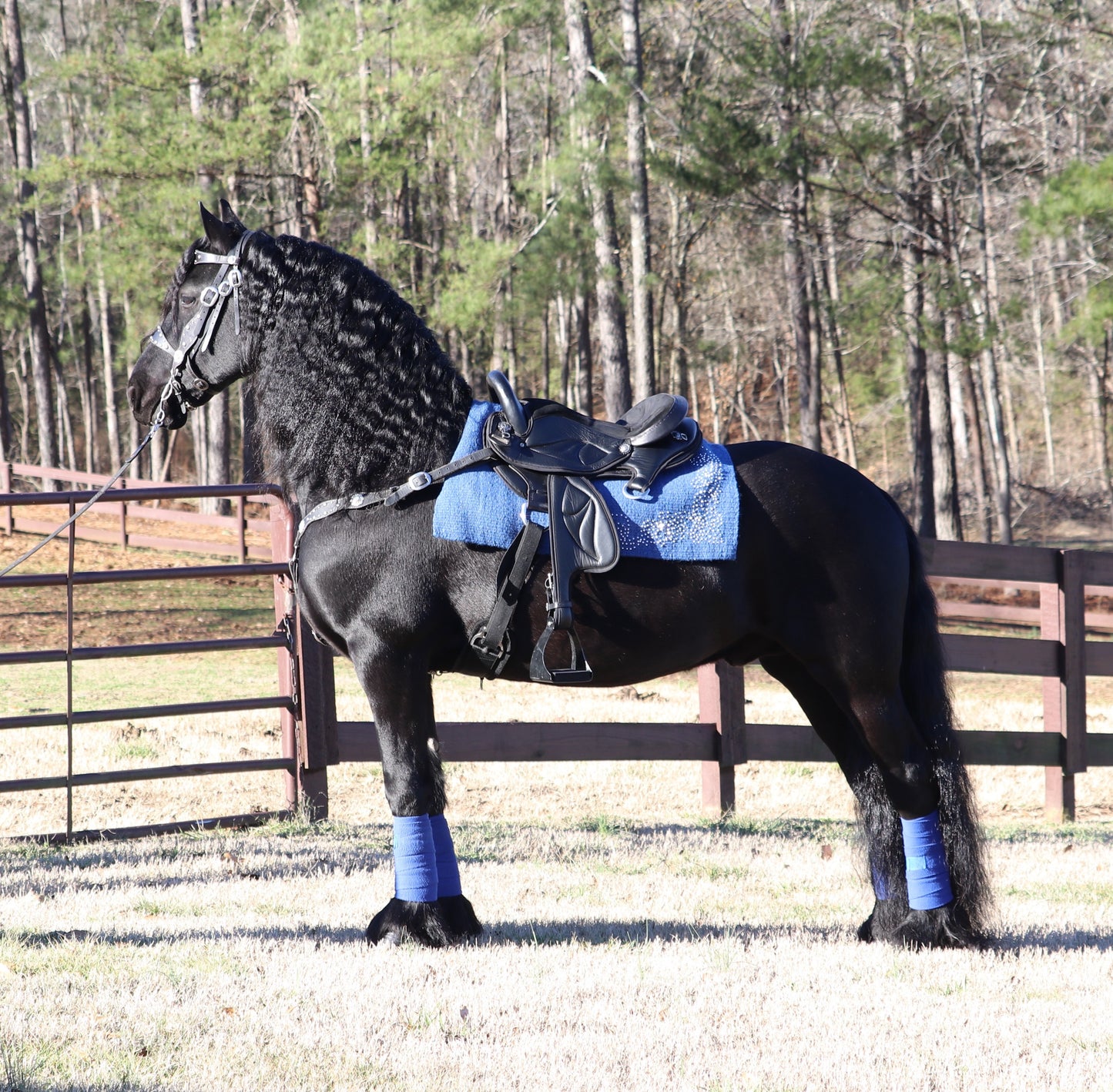 Friesian Western Endurance Saddle