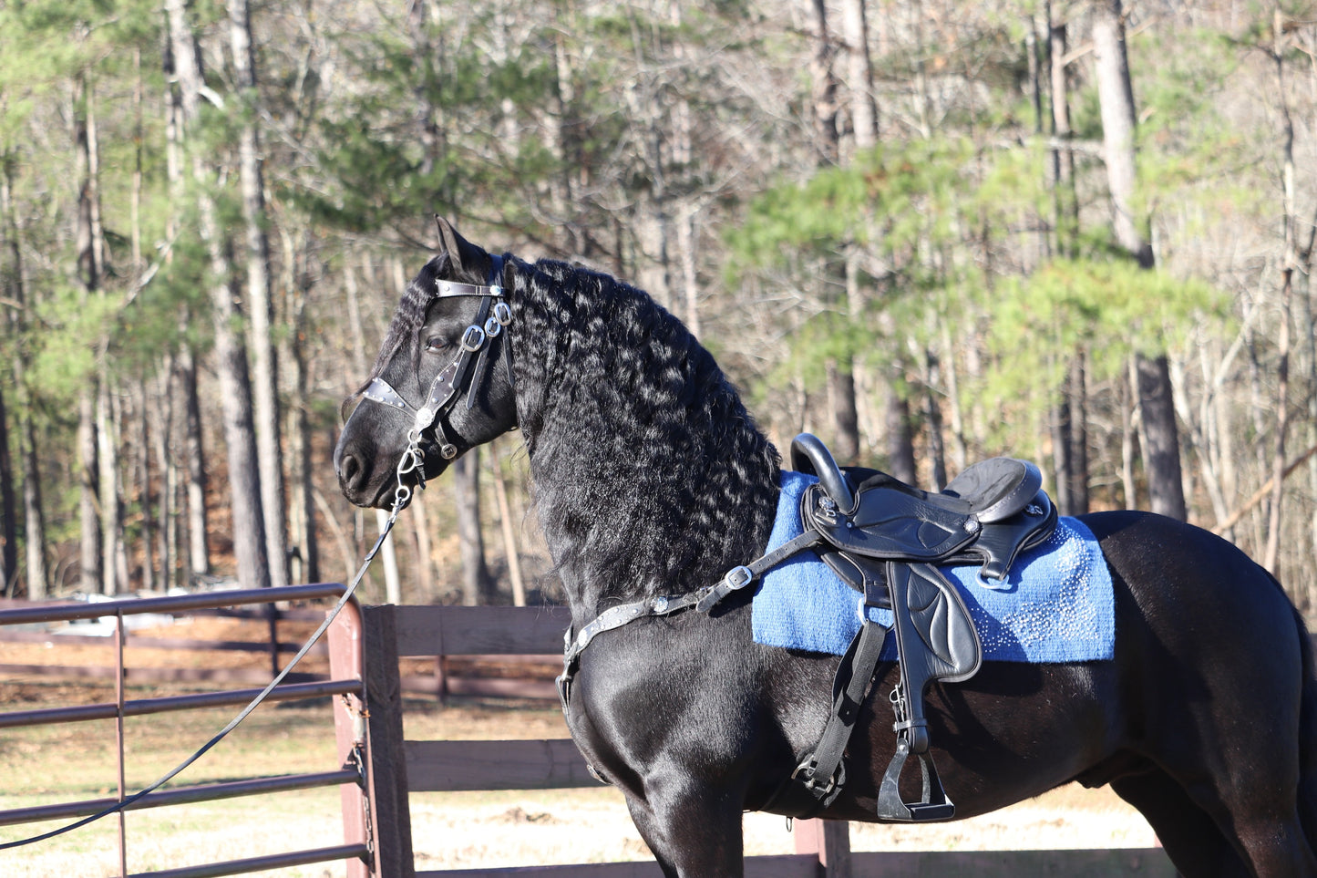 Friesian Western Endurance Saddle