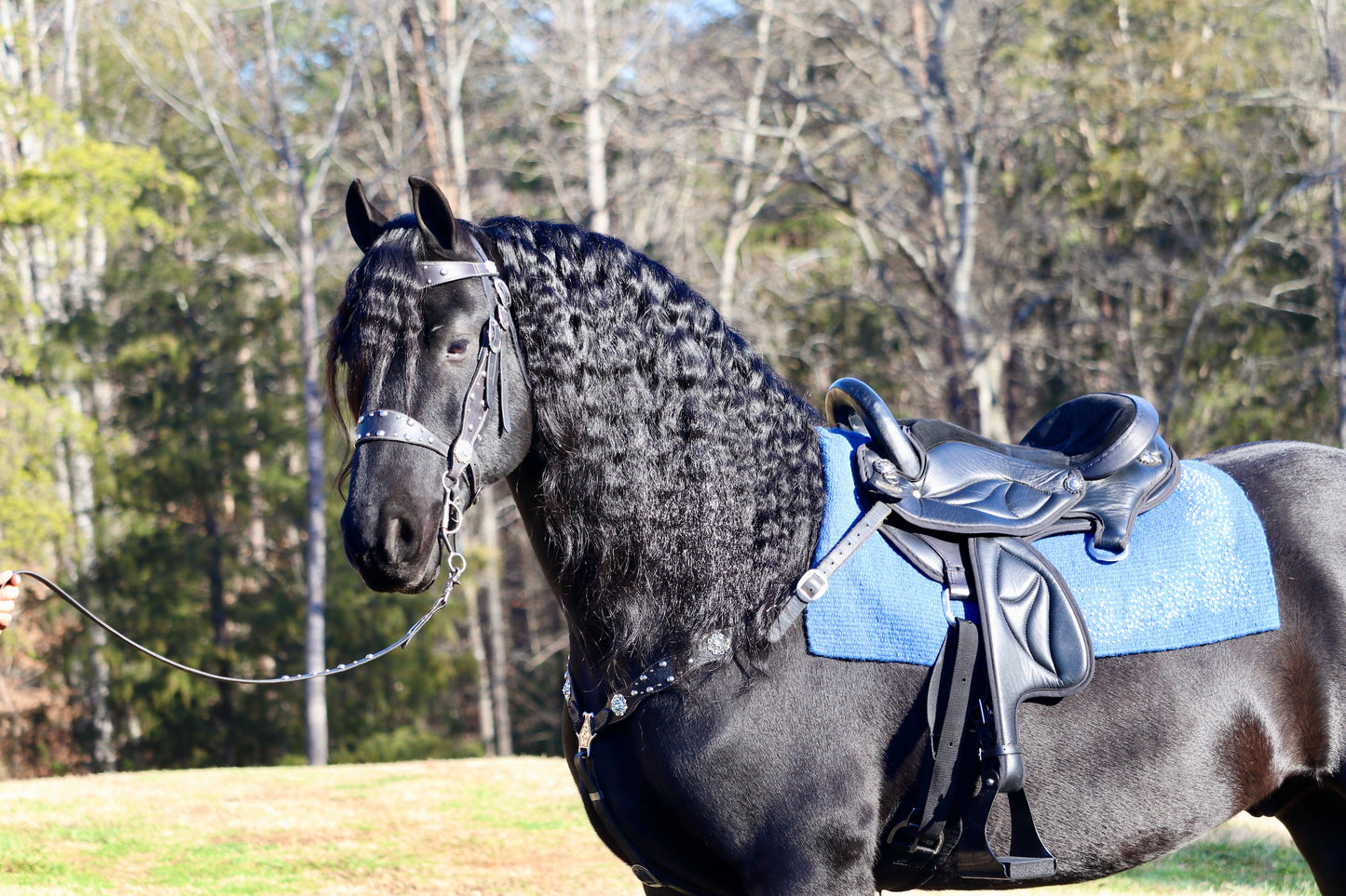 Friesian Western Saddle
