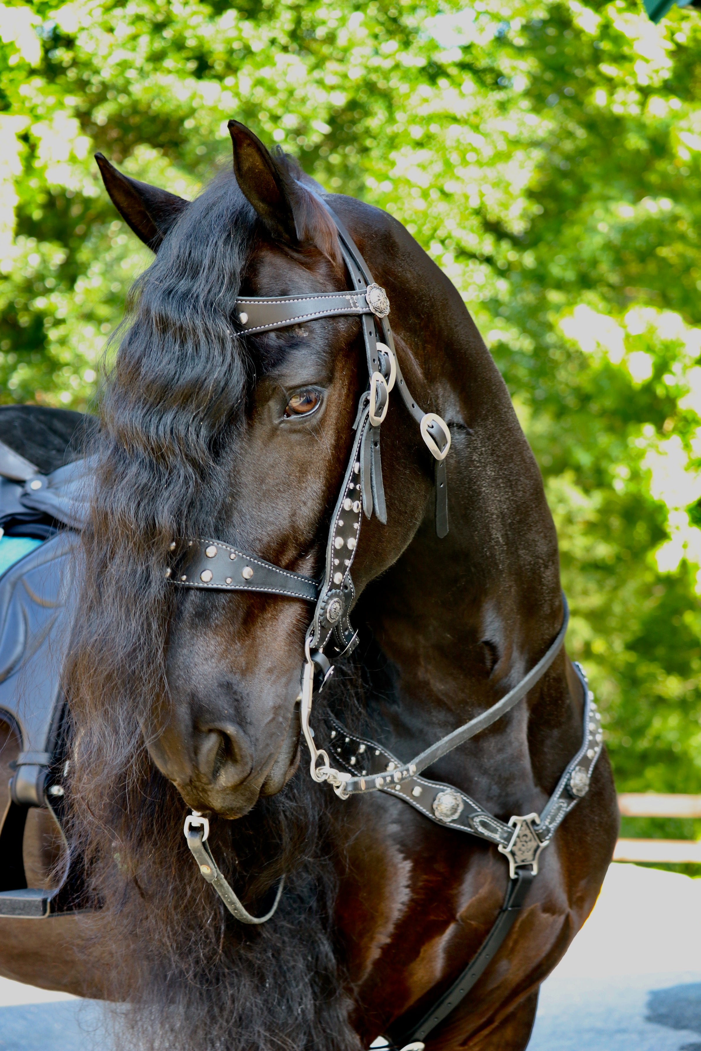 Horse bridle store