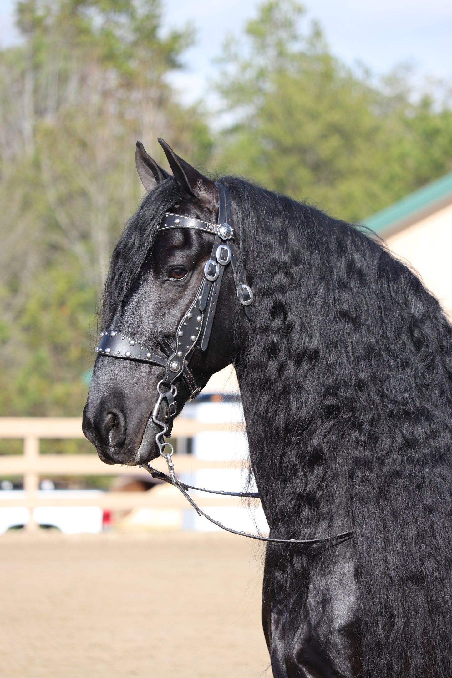 Custom Western Bridle and Breast Collar