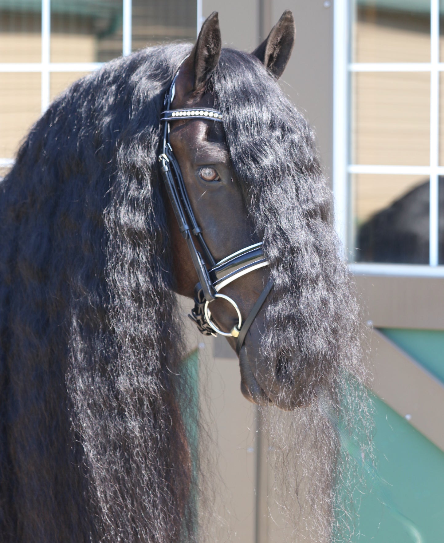 Deluxe Dressage FMP Bridle (White)