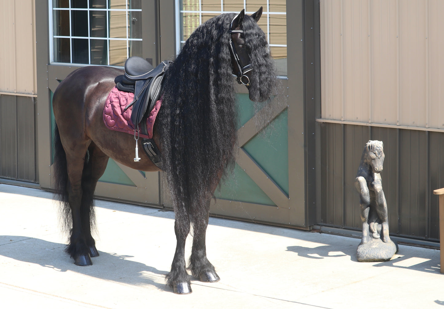 Friesian Dressage Saddle with Adjustable Tree