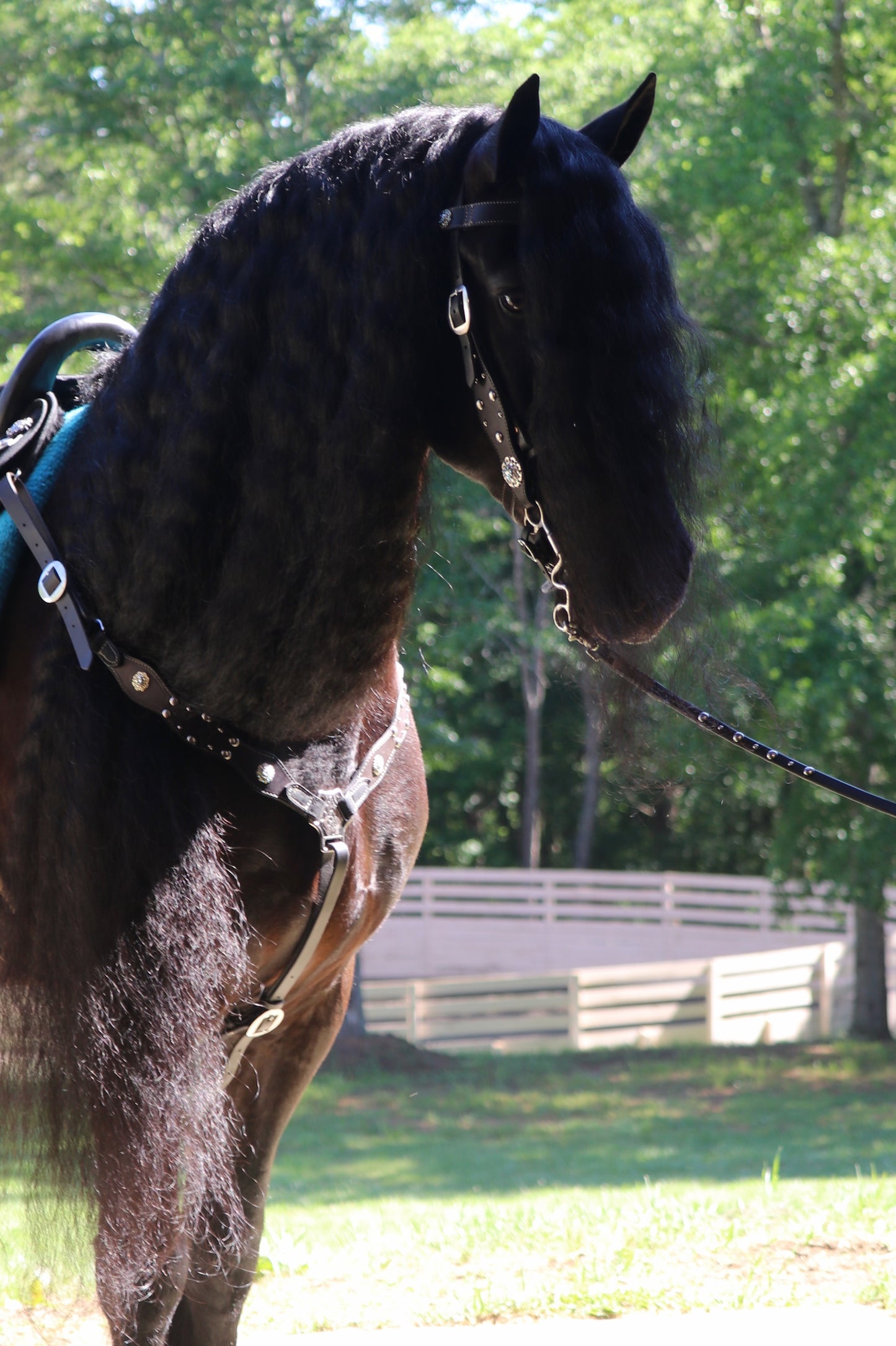 Custom Western Bridle and Breast Collar