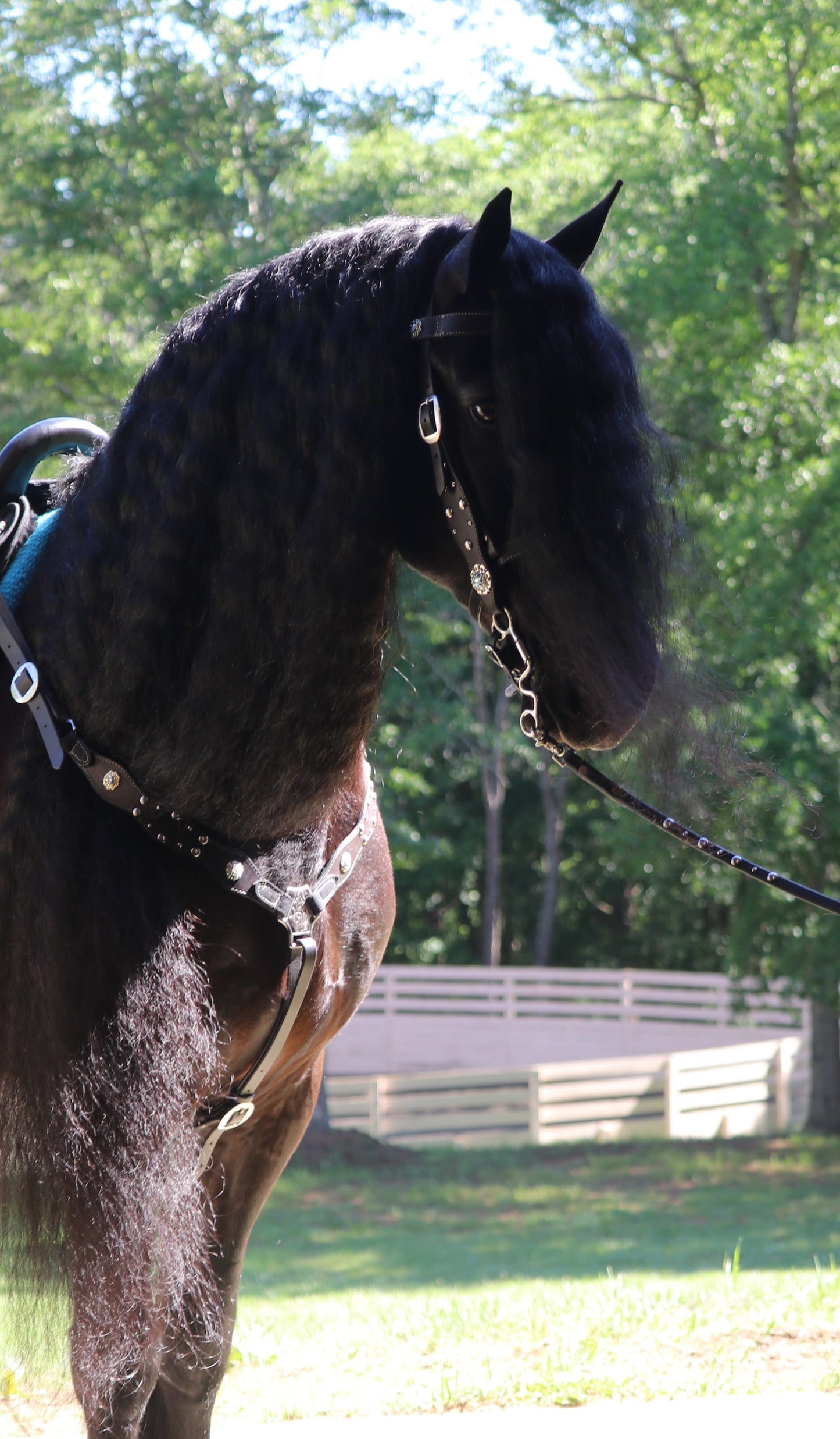 Custom Western Bridle and Breast Collar