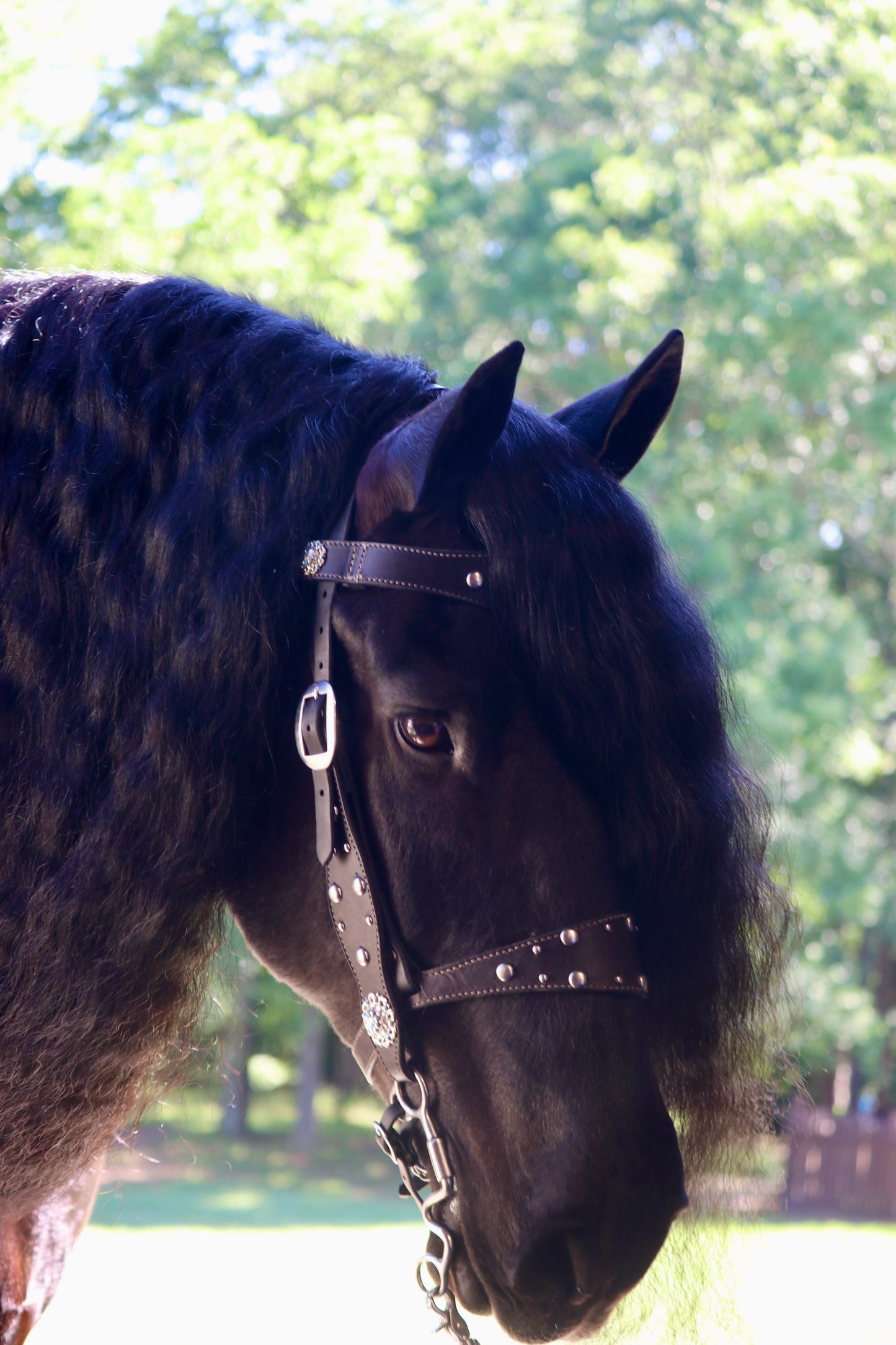 Custom Western Bridle and Breast Collar