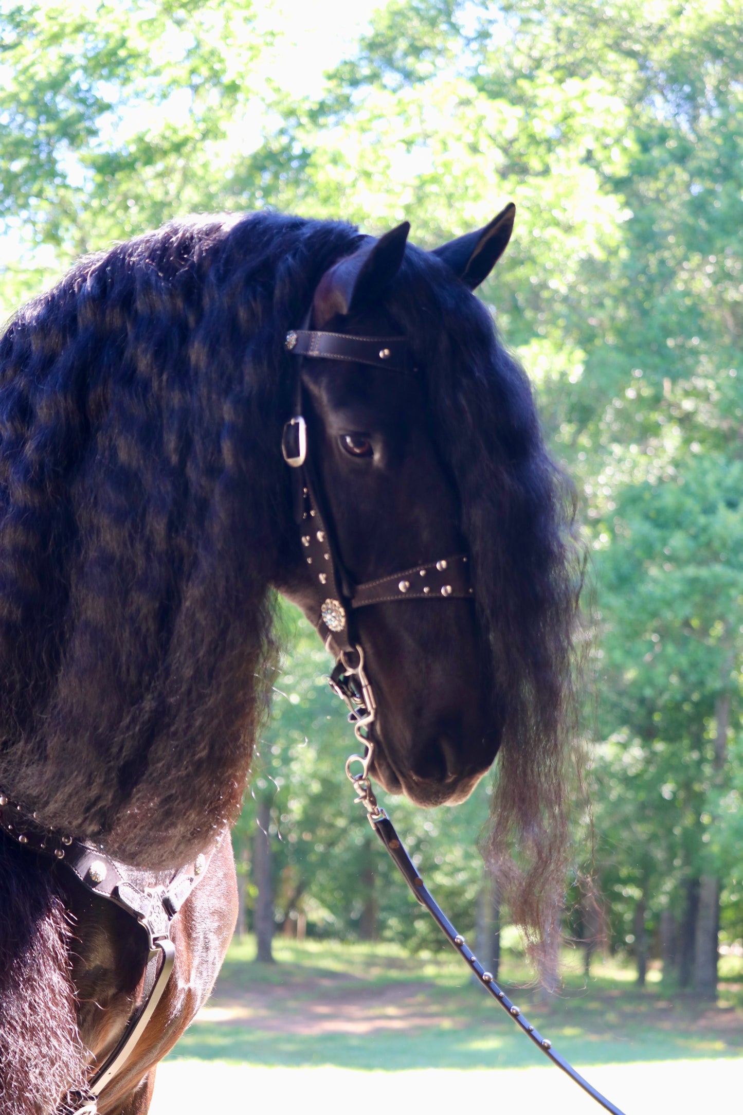 Custom Western Bridle and Breast Collar