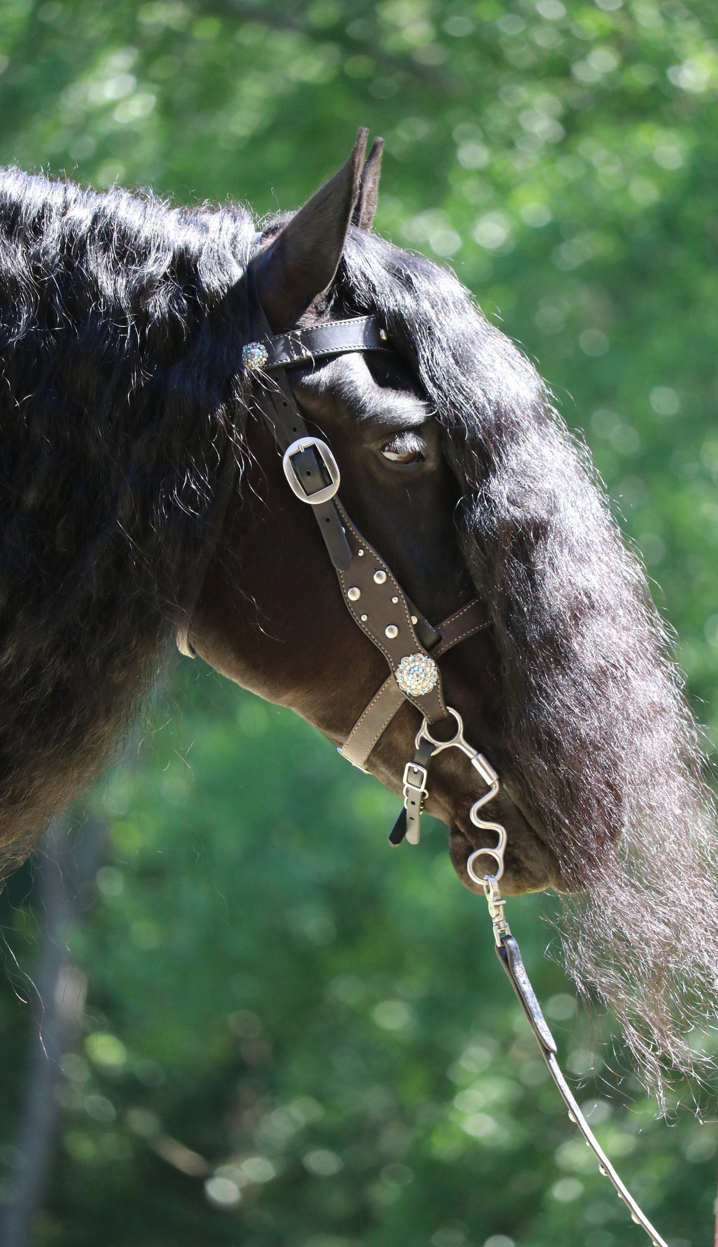 Custom Western Bridle and Breast Collar