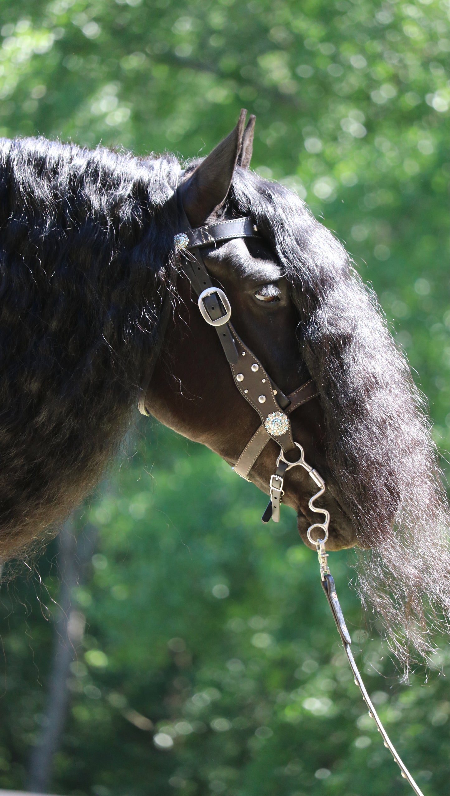 Custom Western Bridle and Breast Collar