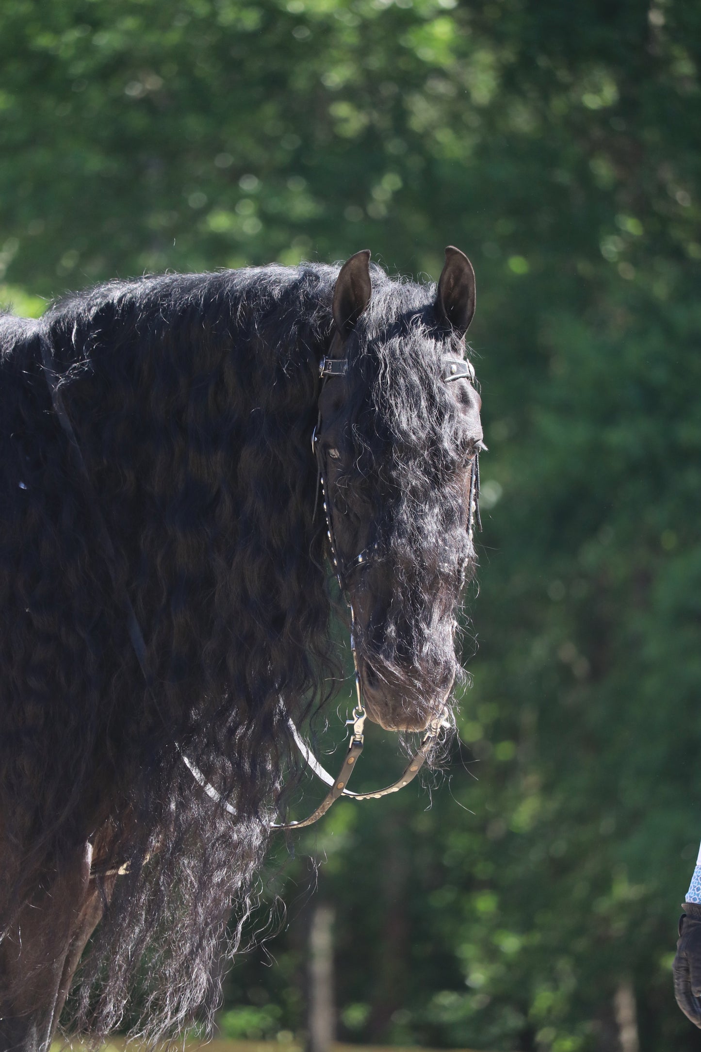 Custom Western Bridle and Breast Collar