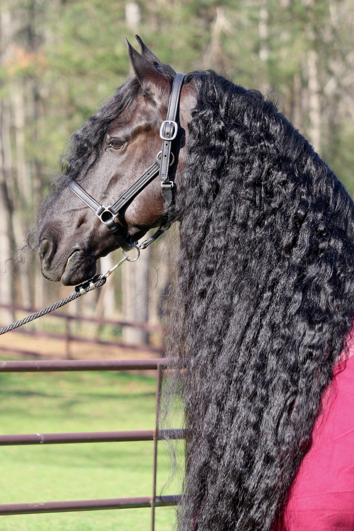 Custom Leather Halter – Friesian Marketplace